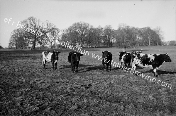 COWS IN LOWER FIELD